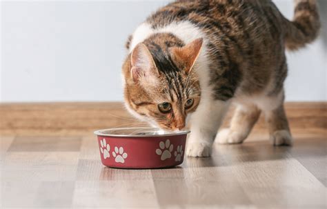 貓咪吃狗飼料會發生什麼事？！