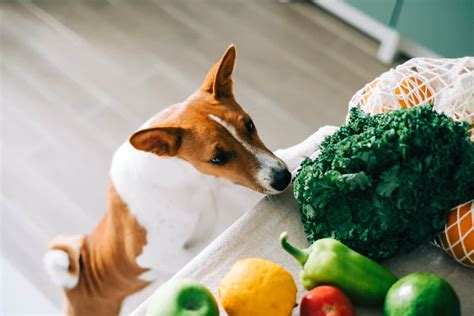 狗狗可以吃A菜嗎？讓我們來揭開蔬菜的神秘面紗！