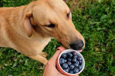 狗狗可以吃藍莓嗎？狗狗飲食指南