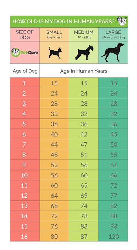 狗狗年齡對照表大揭秘！你知道你的毛小孩有多老嗎？