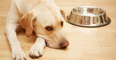 老狗不吃飯怎麼辦？一探老年犬的飲食健康秘訣！